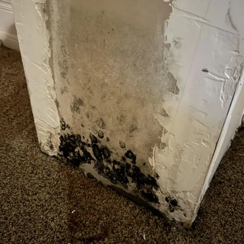 Professional Mold Removal in Enoch, UT